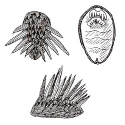 Wiwaxia