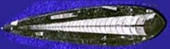 a polished orthoceras fossil from Morocco