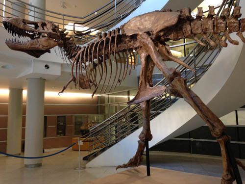 t-rex from UCMP