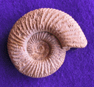 Perisphinctes Ammonite