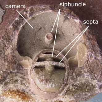 The insides of an ammonite showing the internal parts.