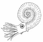 ammonite