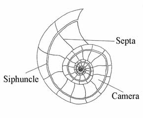 Parts of an ammonite