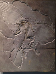 One of the first archaeopterex fossils known as the Berlin Specimen.