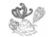 line drawings of crinoids-sea lillies