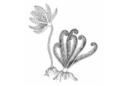 line drawings of crinoids-sea lillies