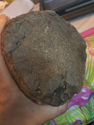 bottom side of fossil
