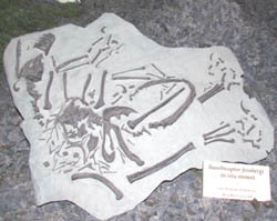 This matrix holds the skeleton of Bambiraptor.