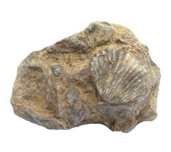 This is a Rhynchonella brachiopod in matrix.