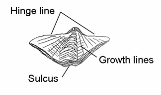 line drawing of a brachiopod with parts labled