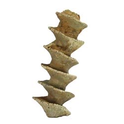 archimedes bryozoan fossils
