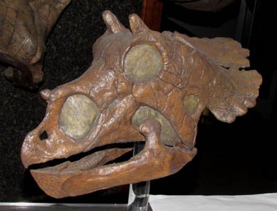 A baby triceratops on display at UCMP.