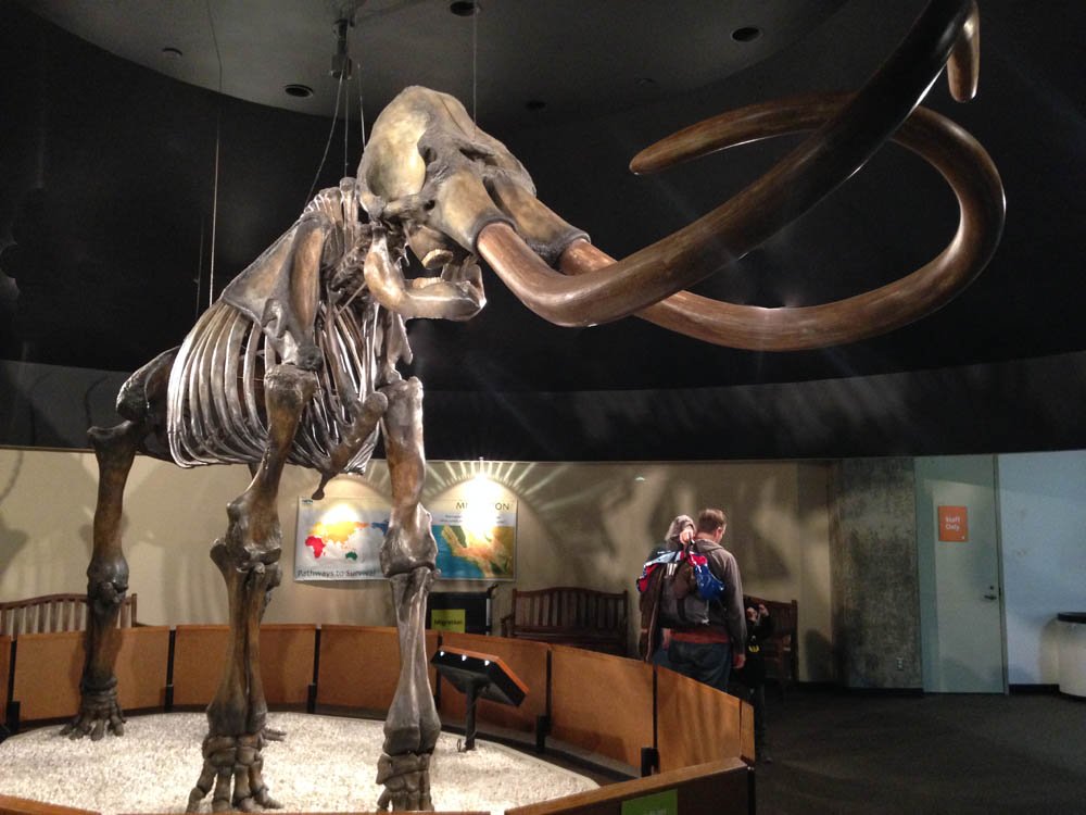 columbian mammoth from the La Brea Tar Pits