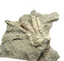 crinoid fossil from Indiana