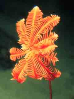 a living crinoid in today's ocean