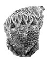 crinoid crown