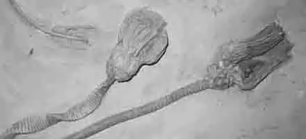 Crinoids from the DenverMuseum of Nature and Science