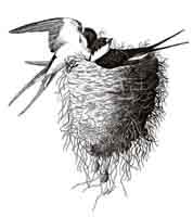 Swallows Nest