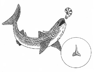 Devonian anchient shark