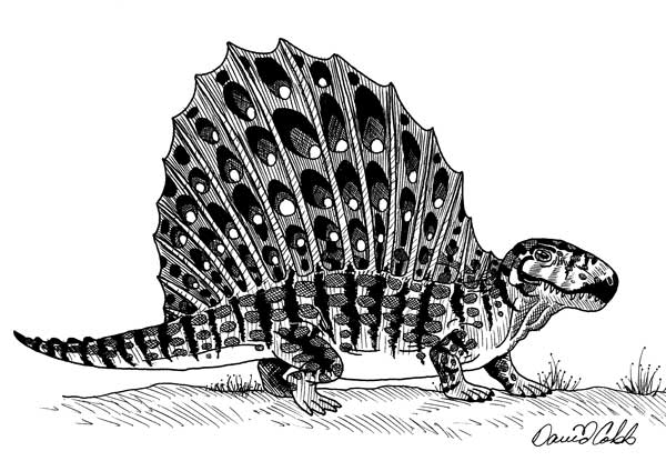 dimetrodon