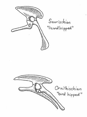 dinosaur classification is done according to their hip bones