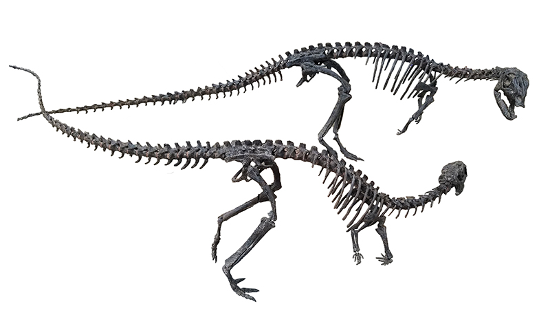 Dryosaurus fossil bones