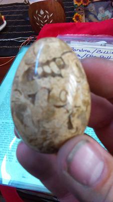 Fossiliferous Egg