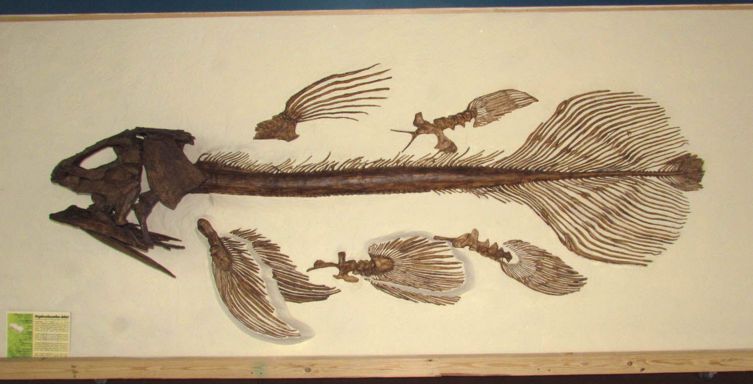 Fish Fossil from the Dinosaur Discovery Center, Woodland Park, Colorado. About 6 feet long.