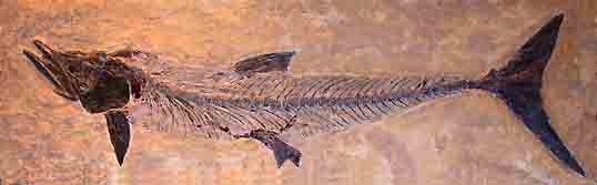 It may not look like much here but this fish fossil from the Denver Museum of Nature and Science is over 8 feet long.
