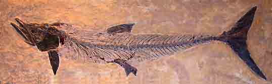 fish fossil