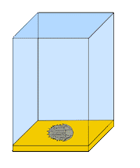 The first step in fossil formation