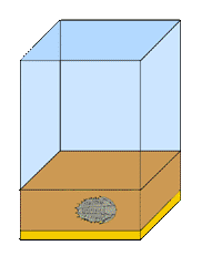 The second step in fossil formation burial