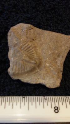 trilobite tail