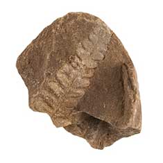 Mazon Creek Fern Fossil 2
