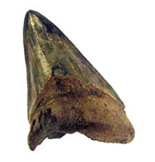 Megalodon Tooth