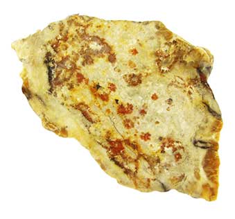 cut coprolite