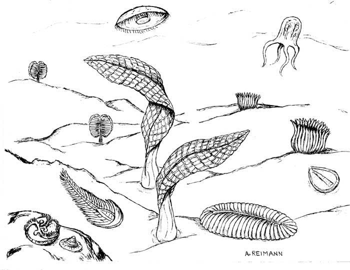 Ediacaran Biota