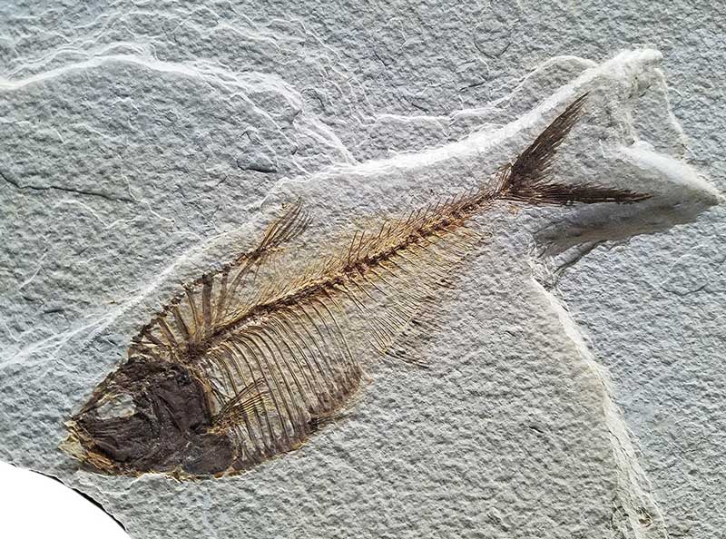 Knightia fish fossil from the Green River Formation