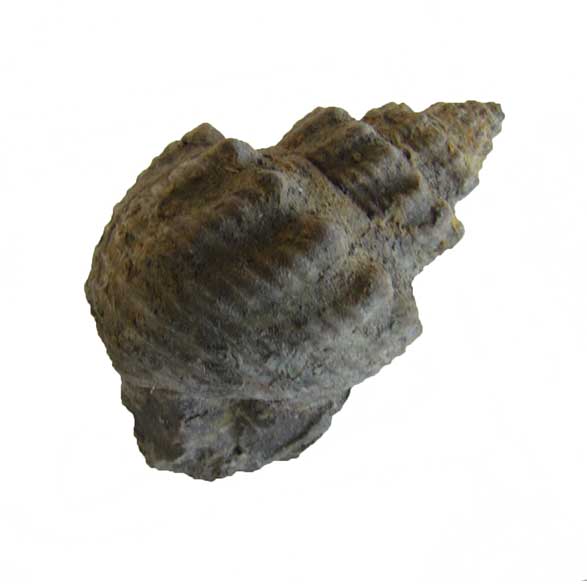 fossil gastropod from Wyoming