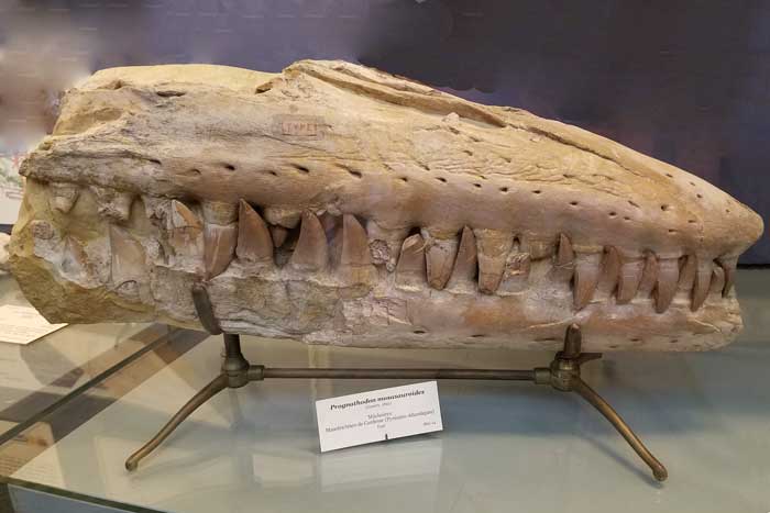 Mosasaur Skul, Paris