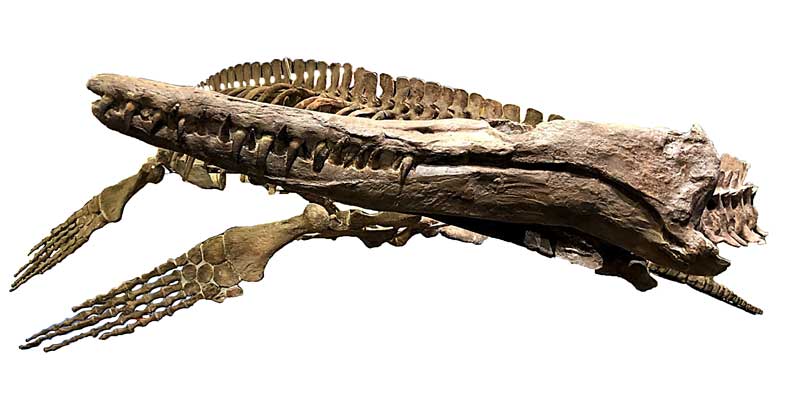 Complete Mosasaur Skeleton, Tucson
