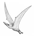 pterosaur