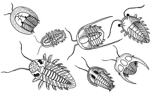 Trilobite Species