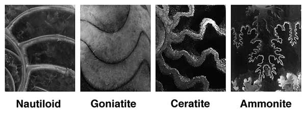 Suture Patterns of ammonites