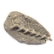 Archimedes Bryozoan Carboniferous