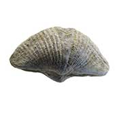 Mucrospirifer Brachiopod