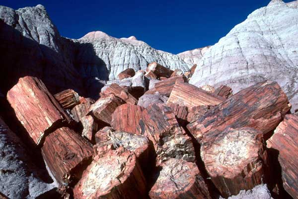 petrified forest from the National Park Service