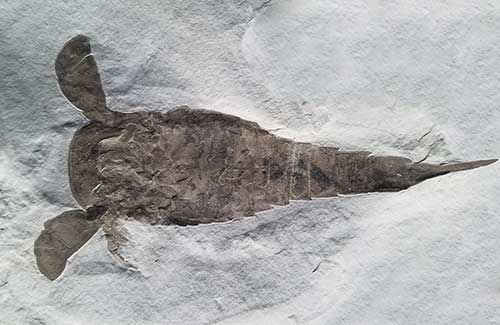 Fossil Sea Scorpion