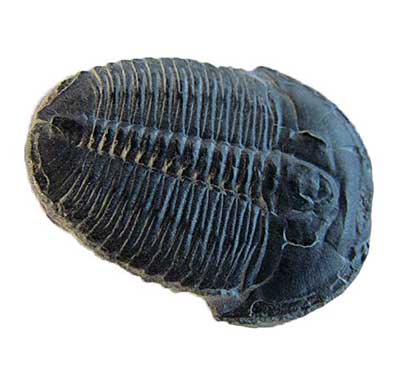 El Rathia kingii trilobite