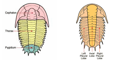 parts of a trilobite